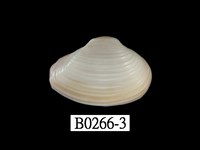 藏品(光芒抱蛤)的圖片